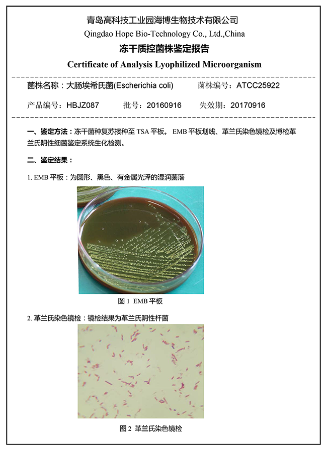 菌株鉴定报告