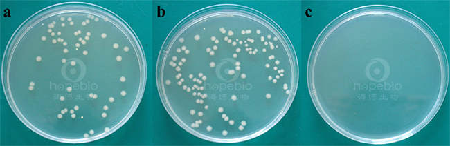 不同细菌在LB营养琼脂平板上的生长特征