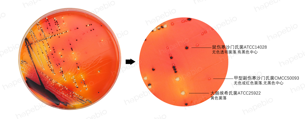不同细菌在木糖赖氨酸脱氧胆酸盐琼脂培养基上的生长特征