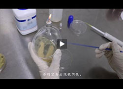 操作视频｜过氧化氢酶实验