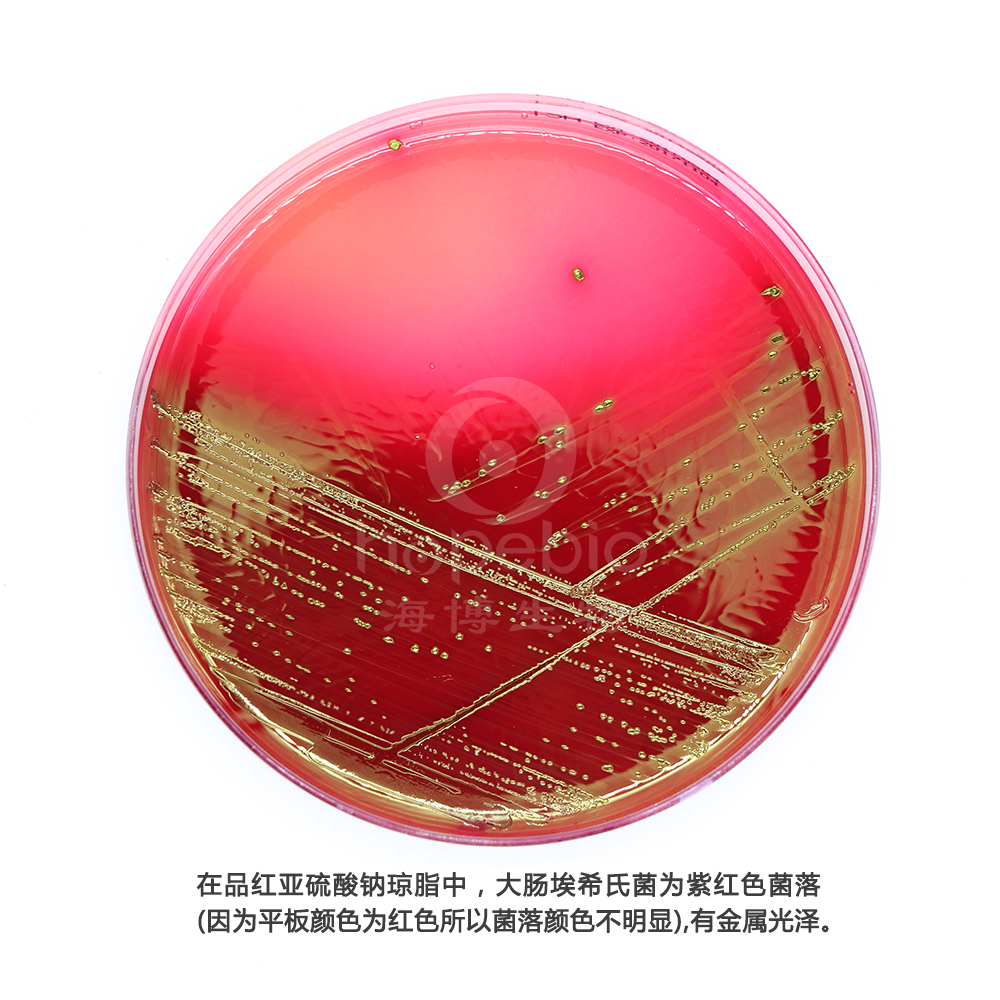 大肠埃希氏菌-品红亚硫酸钠琼脂