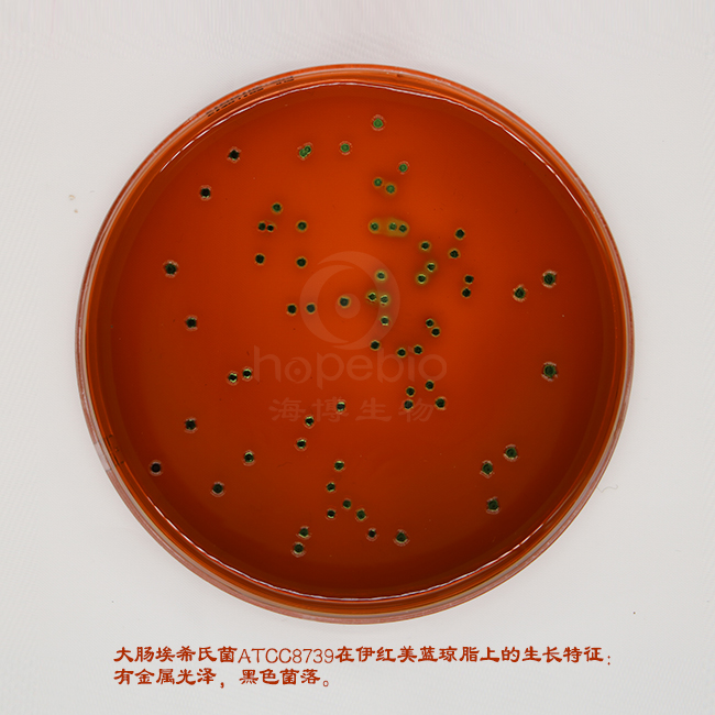 大肠埃希氏菌在伊红美蓝琼脂（EMB）上的生长特征