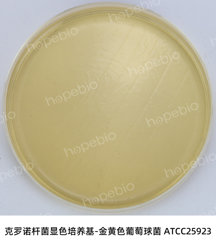 克罗诺杆菌显色-金黄色葡萄球菌ATCC25923