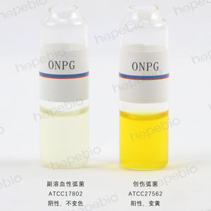 ONPG-副溶血性弧菌、创伤弧菌/